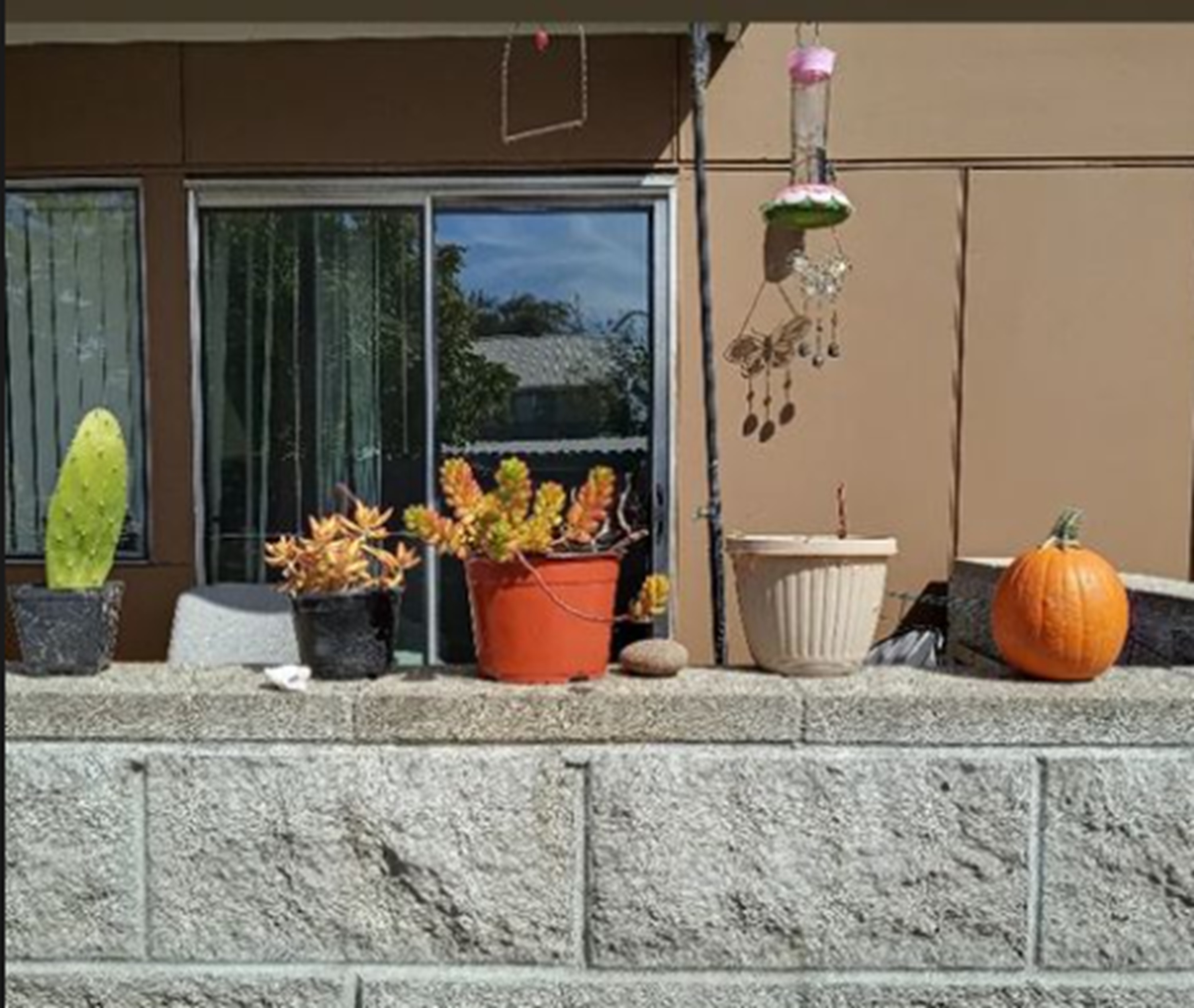 Photo I took of the pumpkin from the Food bank 10-10-24 Photo I took of the pumpkin from the Food bank 10-10-24