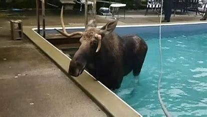Moose rescued by police and firefighters in New Hampshire Moose rescued by police and firefighters in New Hampshire