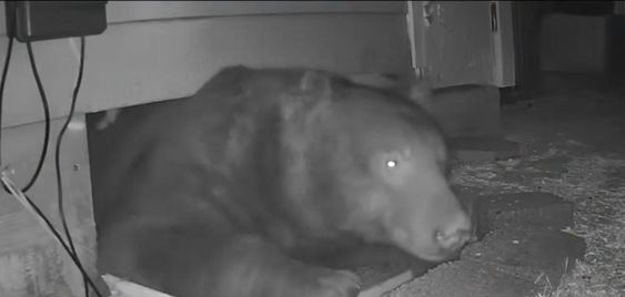 Bear inside of a home in Monrovia California 