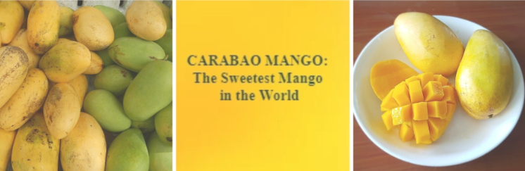 philippines mango