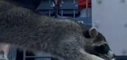 Raccoon sighting at a football stadium in Denver Colorado