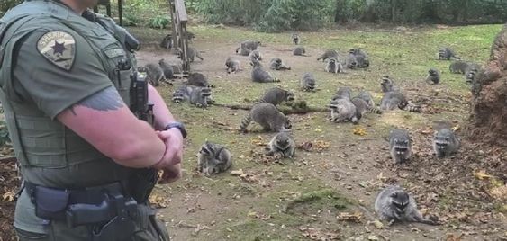 A deputy with the Kitsap County Sheriff's Office in Washington state