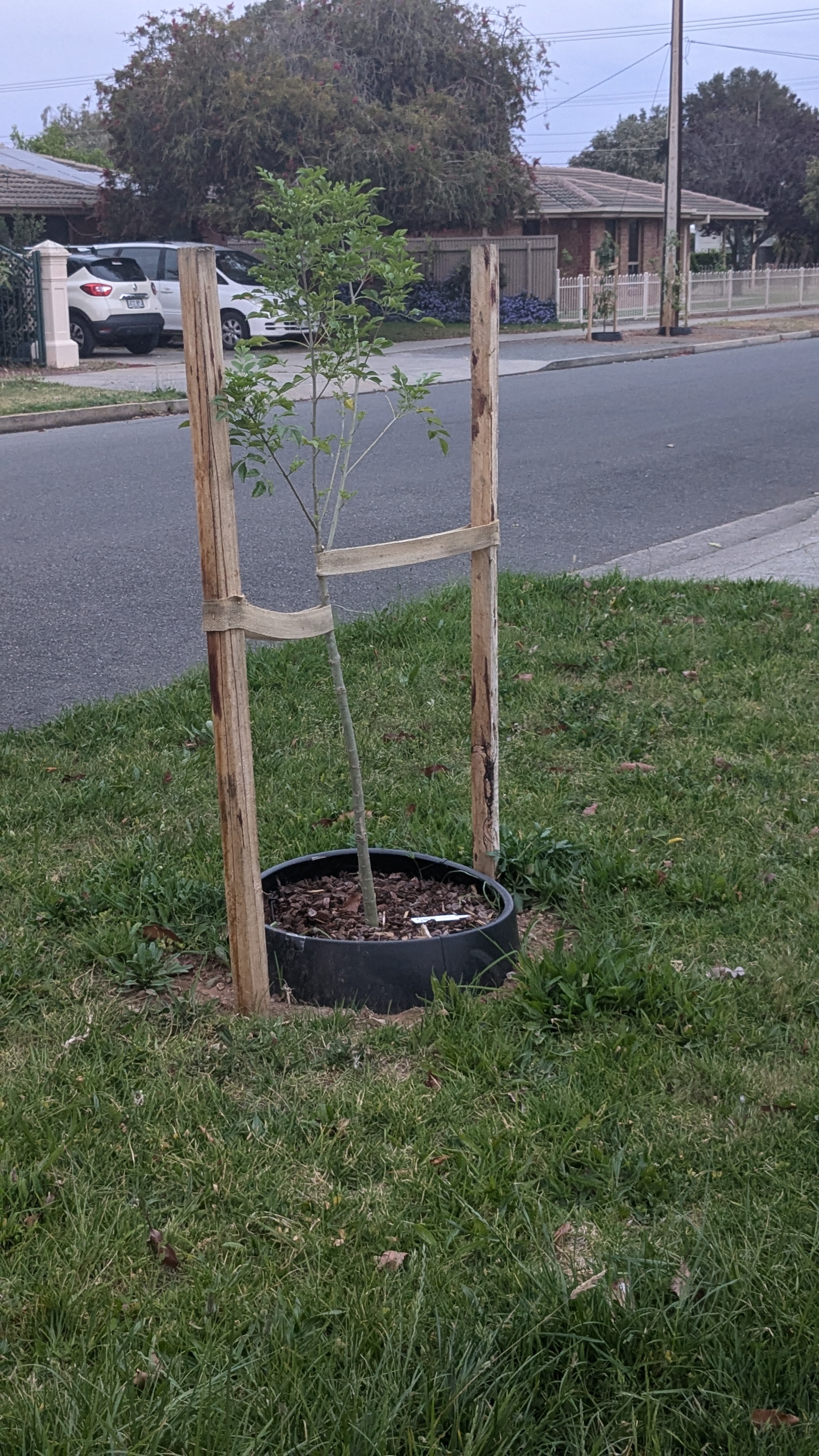 Tree planting Tree planting