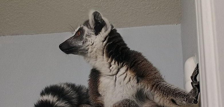 Lemur sighting in Houston Texas