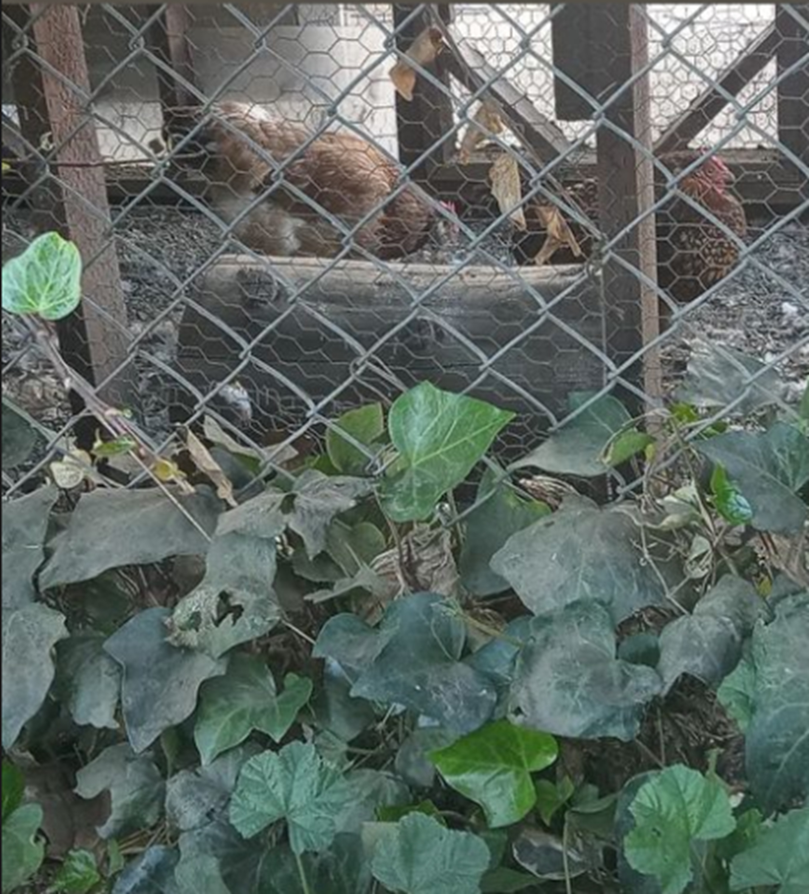 Photo I took of chickens on my walk Photo I took of chickens on my walk
