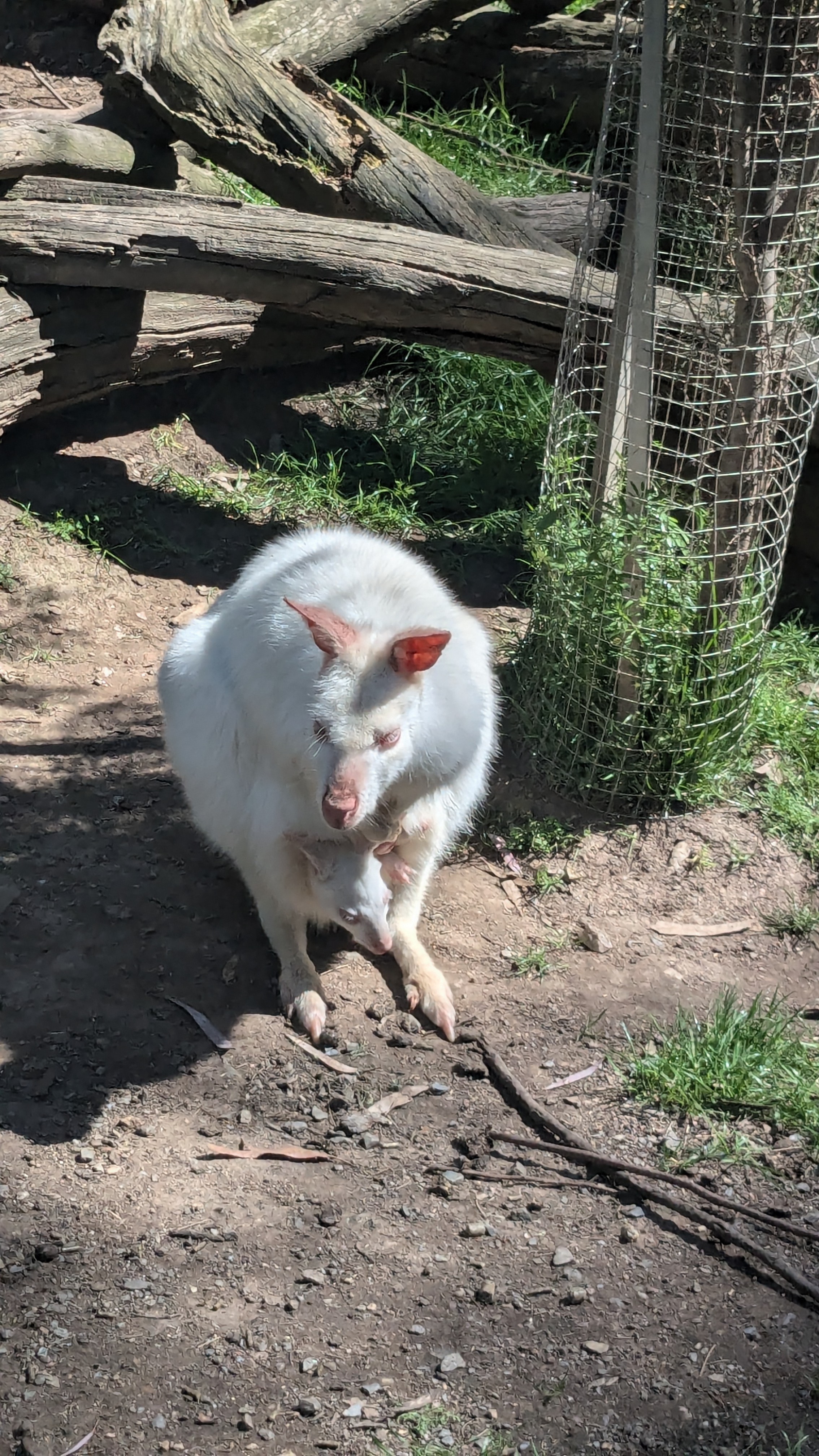 White kangaroo with joey