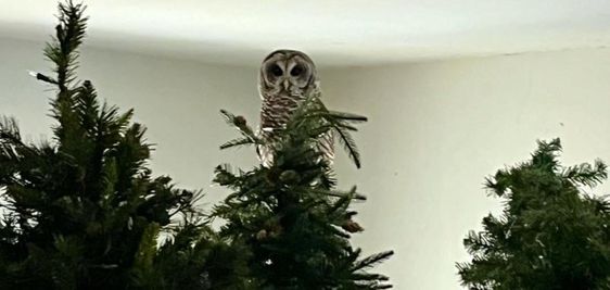 Owl on top of a Christmas tree in a mansion in Macon Georgia