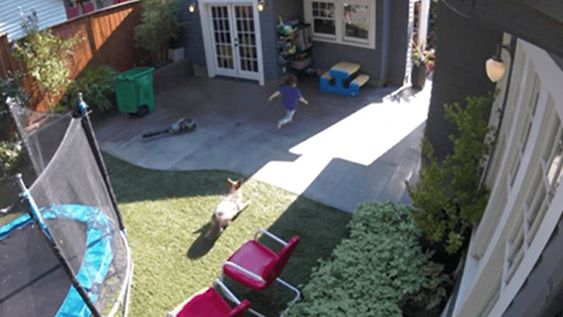 Coyote in the backyard of a home in Portland Oregon Coyote in the backyard of a home in Portland Oregon