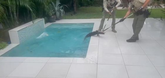 Wildlife officials remove an alligator from a swimming pool in Florida