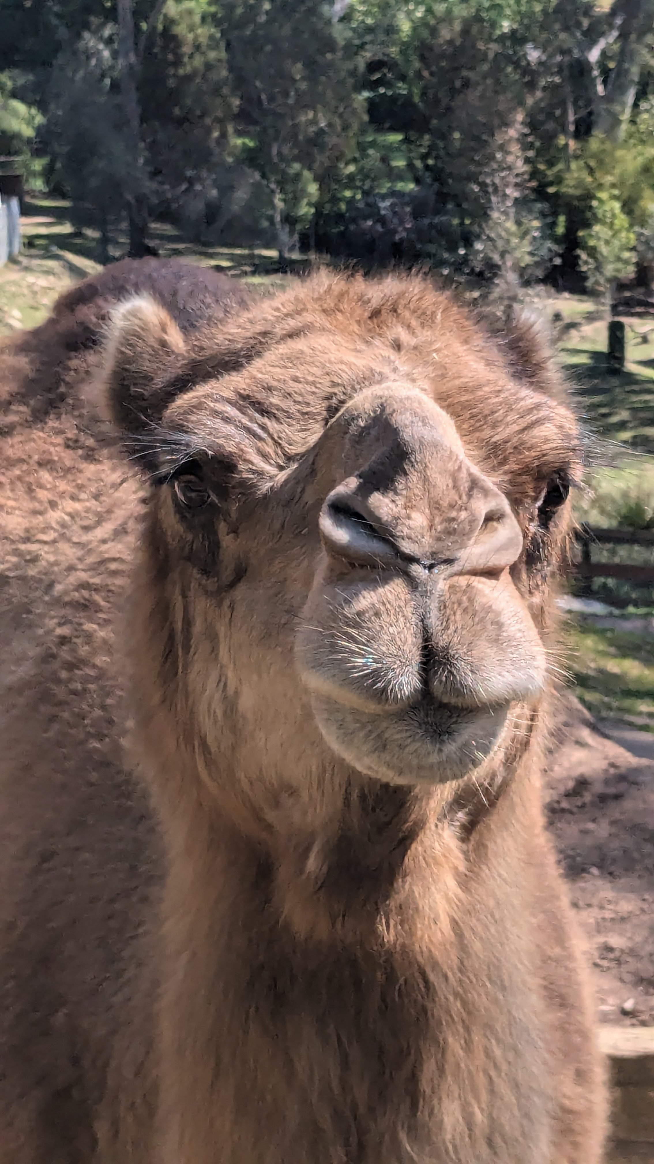 Long camel eyelashes