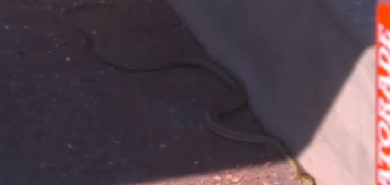 Snake sighting in a dugout of the Los Angeles Dodgers during the playoffs.