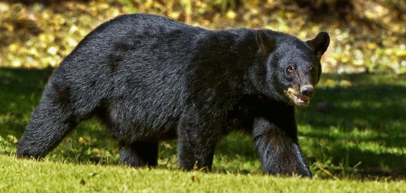 Bear seen on the campus of the University of Montana.