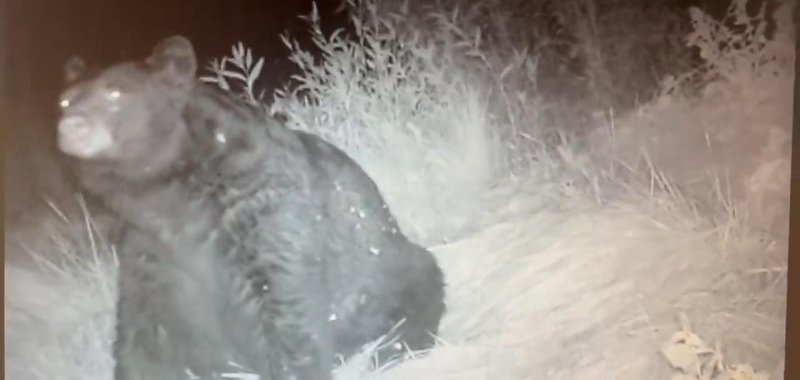 Obese bear sighting in Durango Colorado last Friday evening