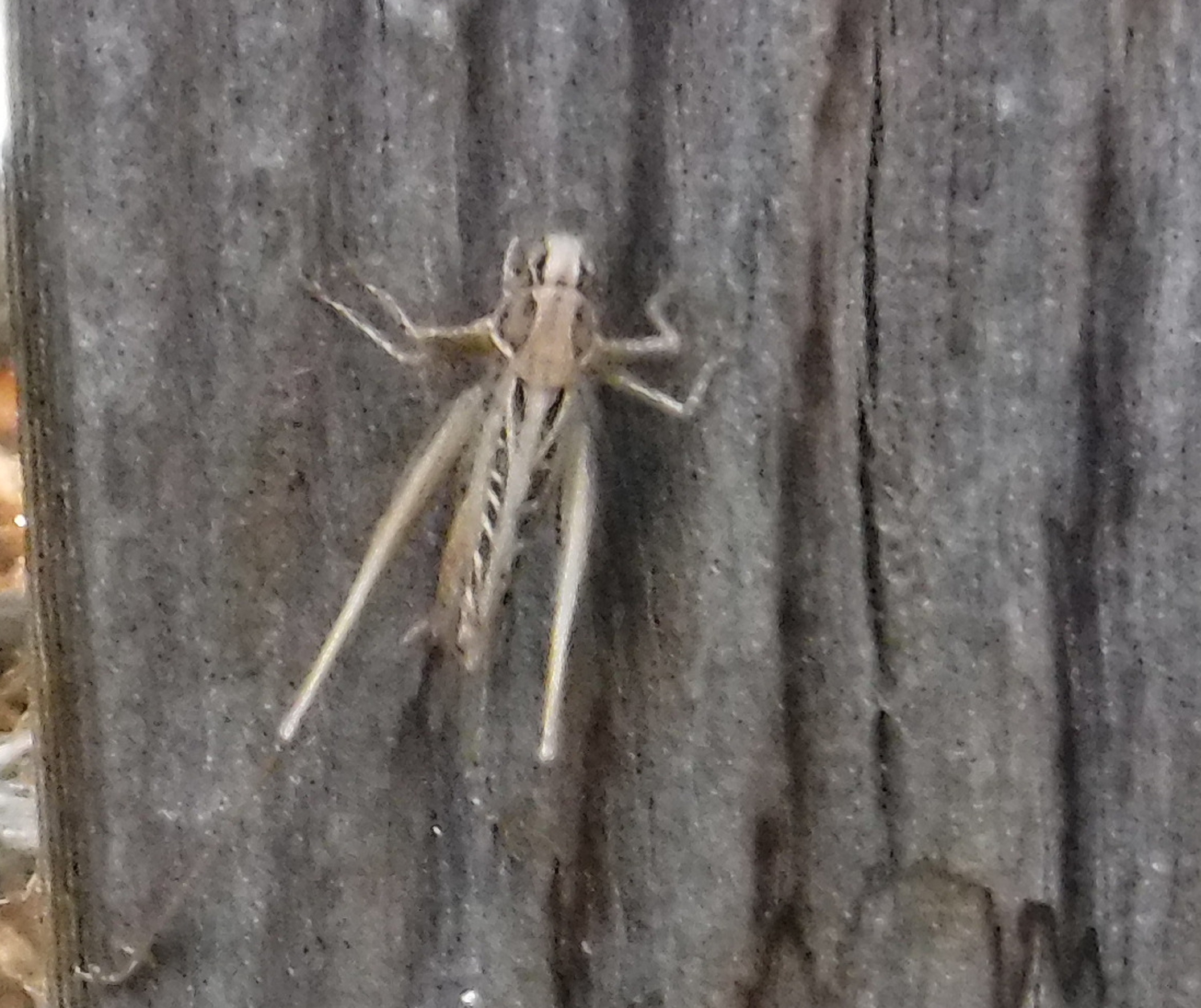 Photo taken by me 7-24-19 Photo taken by me 7-24-19