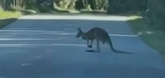 Loose kangaroo in Pierson Florida.