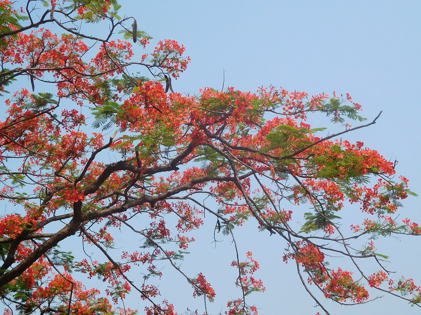 https://commons.wikimedia.org/wiki/File:Gulmohar_tree_22.jpg