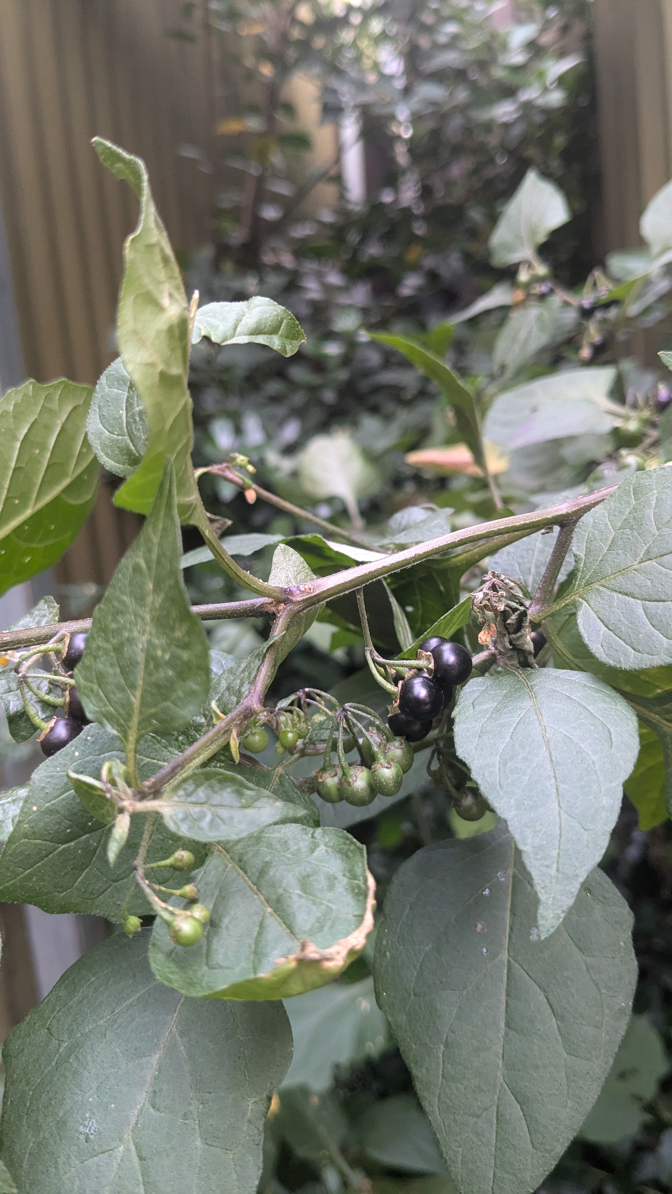 Berry like things in my garden