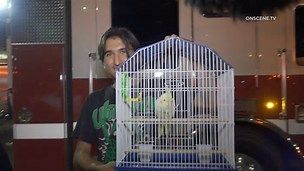Firefighter in California rescues a cockatiel who were in a tree Firefighter in California rescues a cockatiel who were in a tree