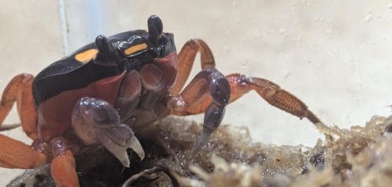 Halloween crab that was a stowaway aboard an airplane is now at his home in Denver