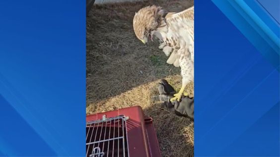 Injured hawk rescued by a concerned animal lover in Long Island 