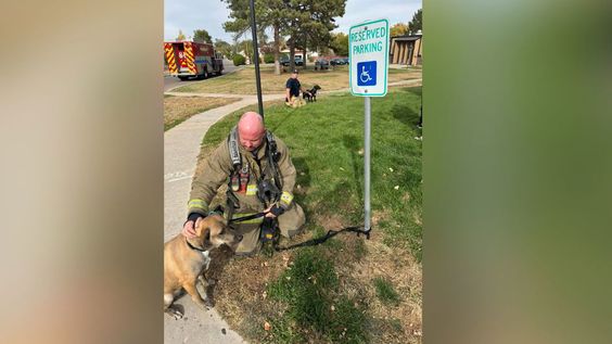 Firefighter rescue 2 dogs in a fire in Pueblo Colorado