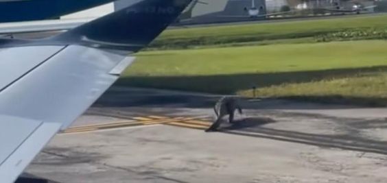 An alligator seen at a tarmac in an airport in Orlando Florida