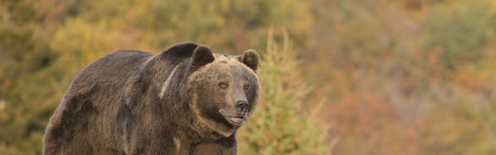 Image of a bear in Montana