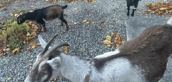 Three goats and a dog wander by a fire station in Massachusetts