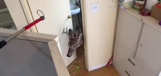 Deer running through a nail salon in Missouri