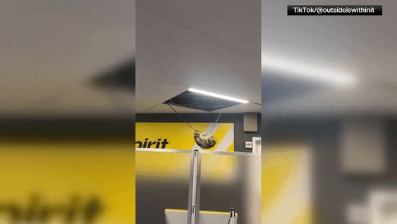 Raccoon fell down from a ceiling in an airport in New York 