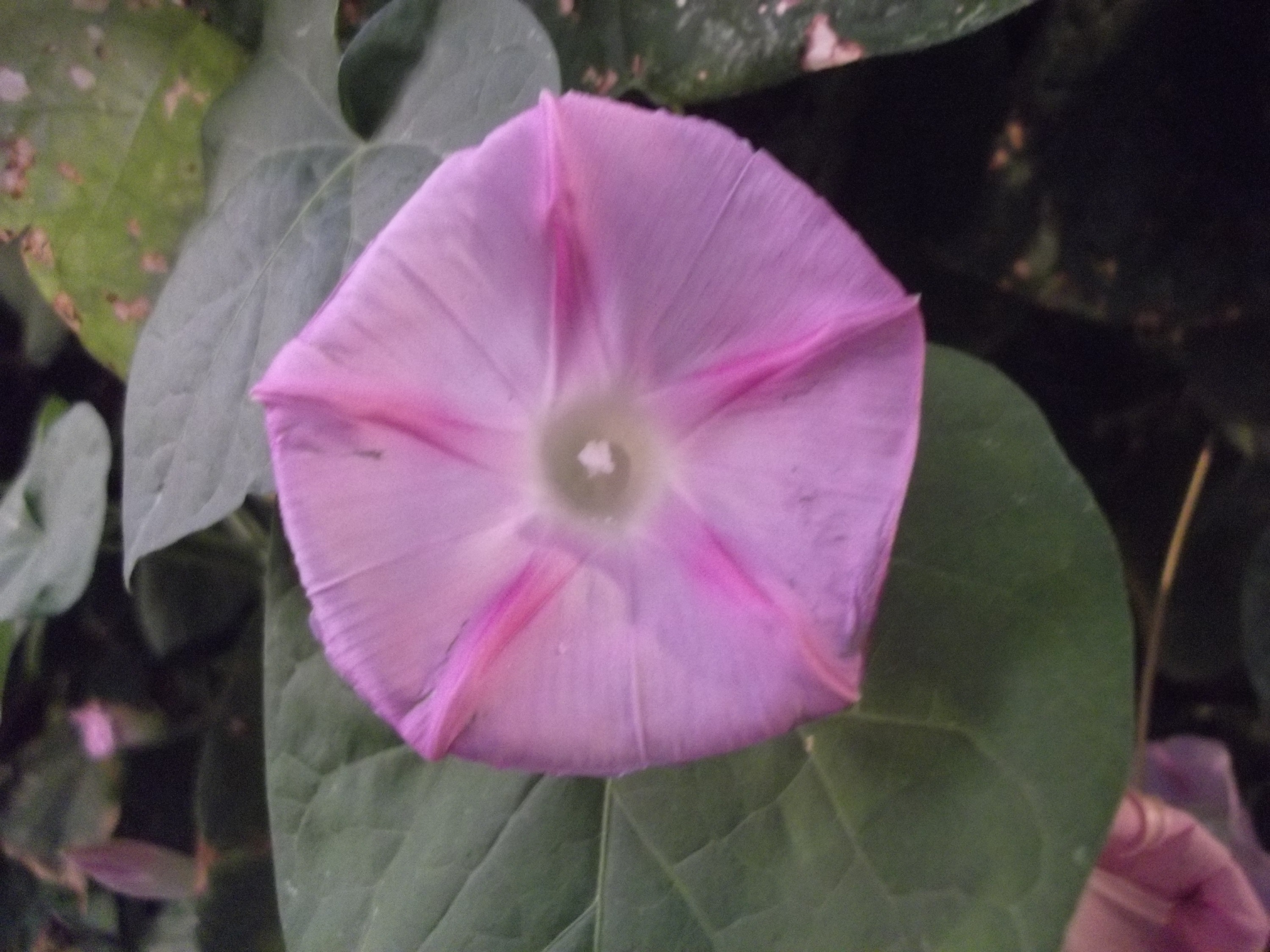 Photo taken by me 11-3-14 Photo taken by me 11-3-14