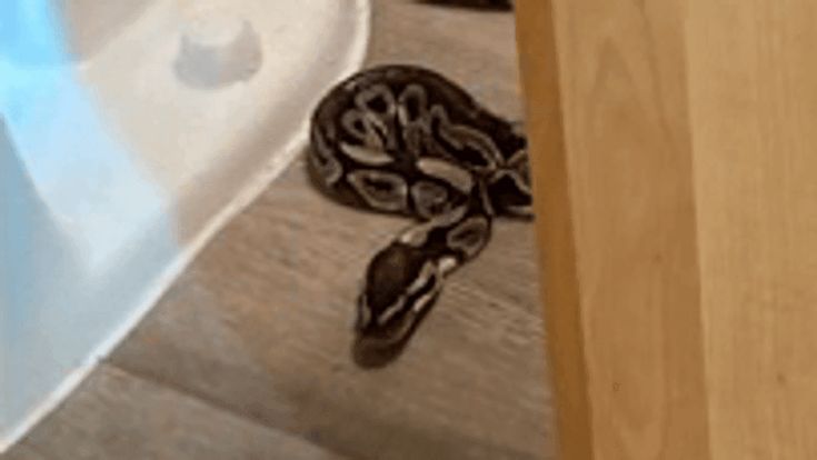 A snake inside of a flooded bathroom in Richland County South Carolina.