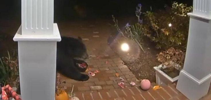 Bear stealing candy from a front porch in Avon Connecticut on Halloween night.