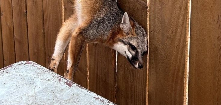 A fox that was rescued by animal control officials in Austin Texas