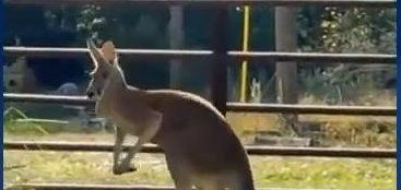 A kangaroo that went missing a month ago is reunited with his owner in Florida.