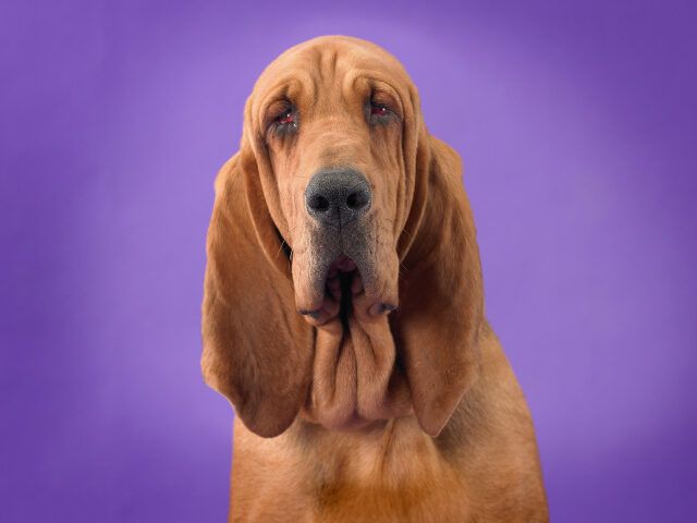 Bo the bloodhound who won the American Humane Hero Dog Award