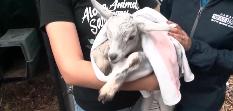 Baby goat rescued by five animal lovers in Oahu