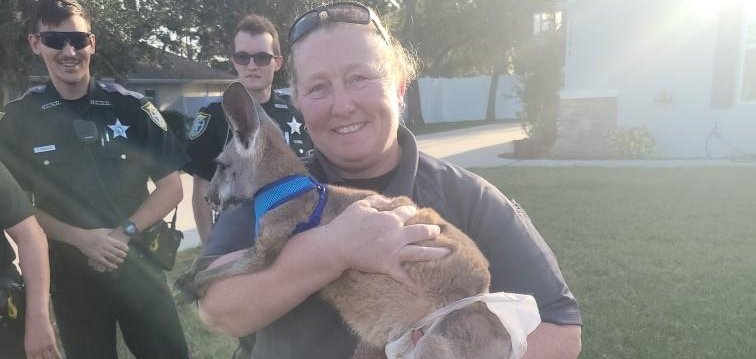 Hernando County Sheriff&#039;s Office deputies with a joey that they captured in Florida