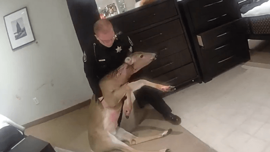 Police in Saginaw Michigan remove a deer from a furniture