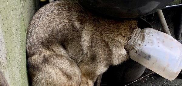 Residents in Illinois rescue a coyote who had a jar stuck over her head.