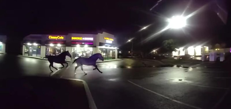 Escaped horses running in a parking lot of a strip mall in Tacoma Washington