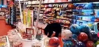 A bear helps himself to food inside of a candy store in Tennessee.