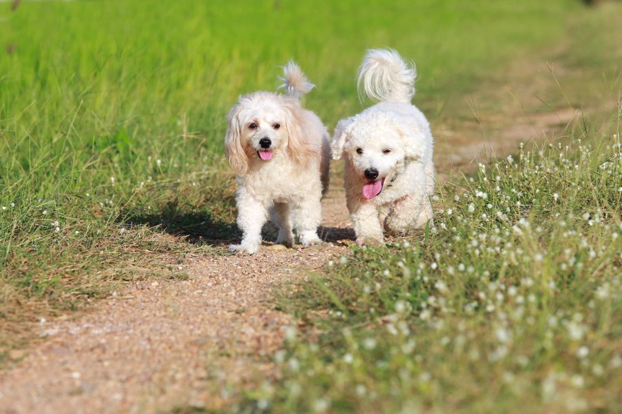 Two puppies rescued by a mom in Mississippi after the puppies were thrown out by a mean person.