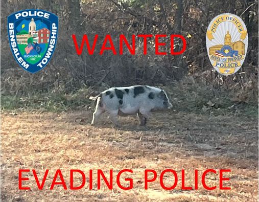 Police in Bensalem Township PA are trying to catch a loose hog