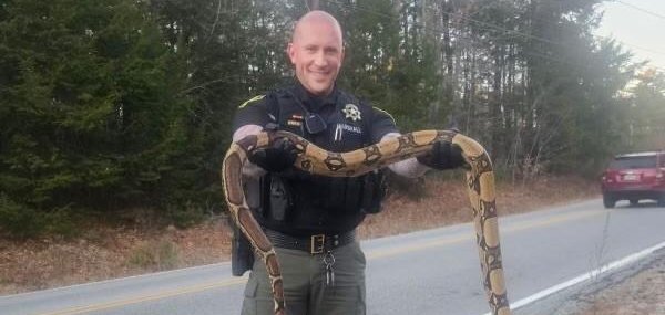 A police officer in Shapleigh Maine rescues a boa constrictor.