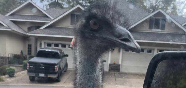 Image of an emu in Hot Springs Village Arkansas Image of an emu in Hot Springs Village Arkansas