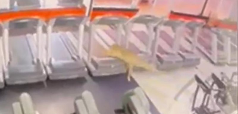A deer ran entered a gymnasium in Hermitage Tennessee last month.