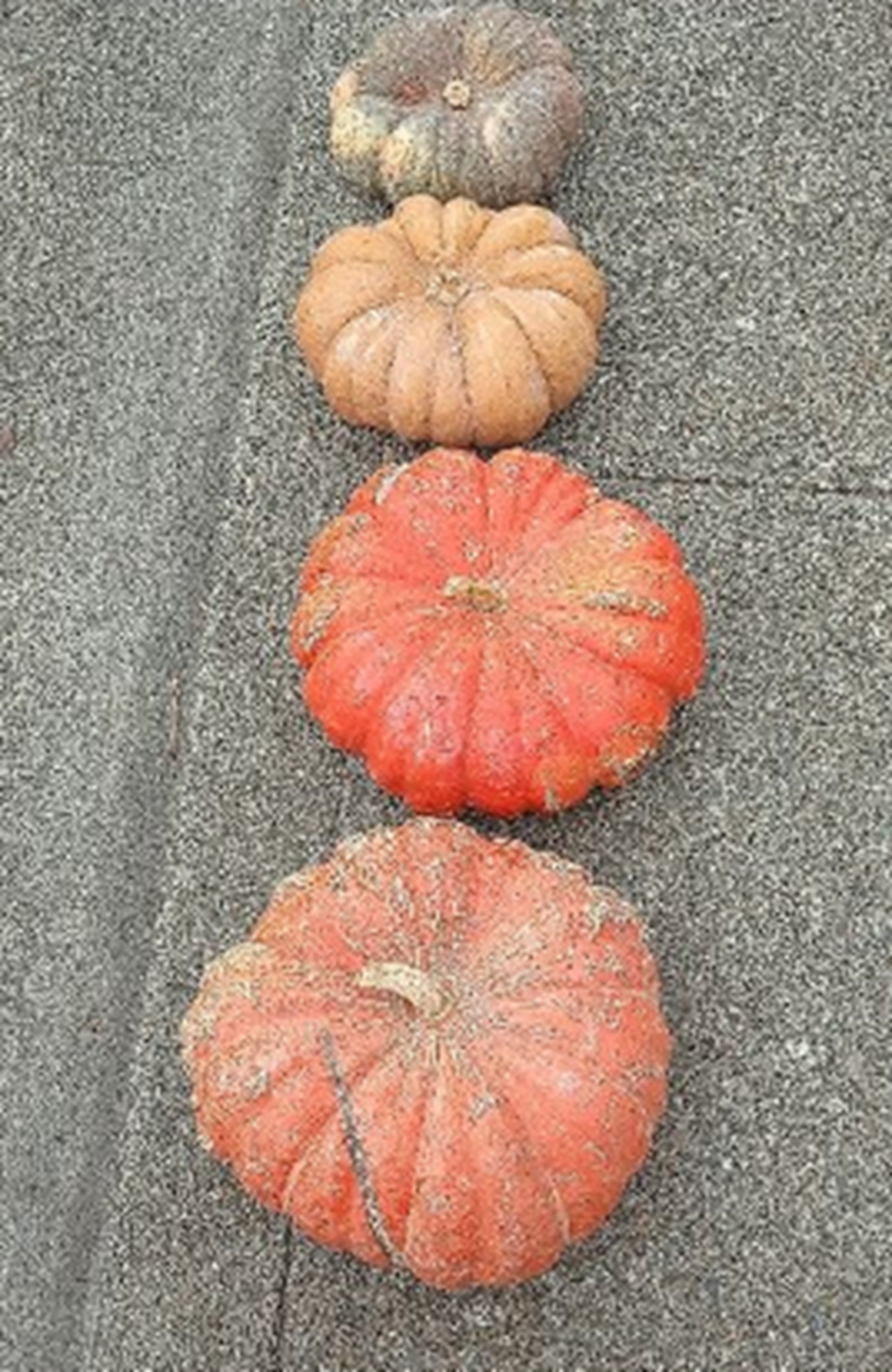 Photo I took of pumpkins on the sidewalk while walking to church