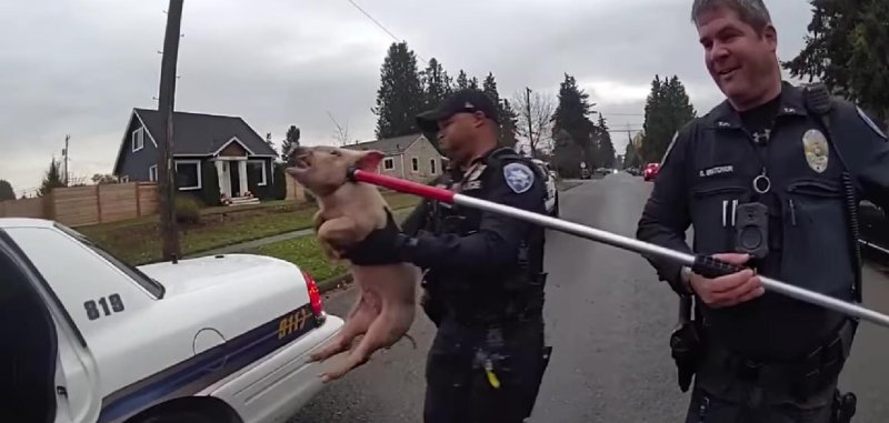 Animal control officers catch a loose hog in Tacoma Washington. Animal control officers catch a loose hog in Tacoma Washington.