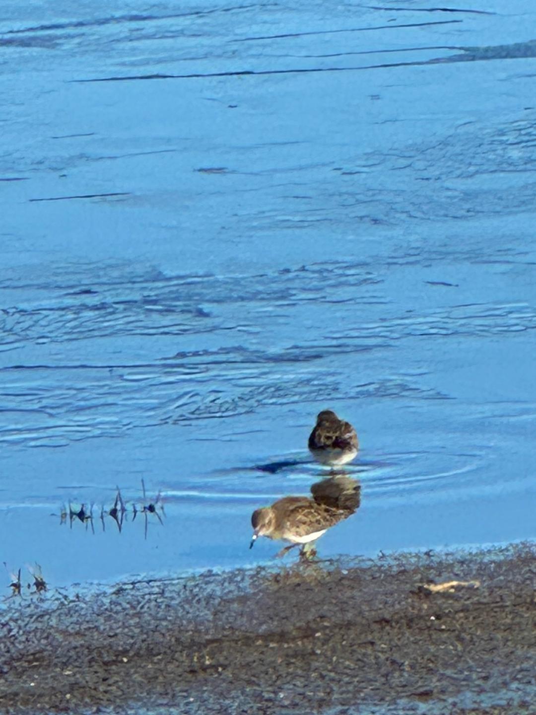 Snowy Plover at the Beach